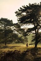 Ochtendwandeling in het bos.