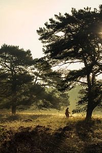 Ochtendwandeling in het bos. van Marga Buitendijk