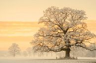 Lumière d'hiver par Lars van de Goor Aperçu