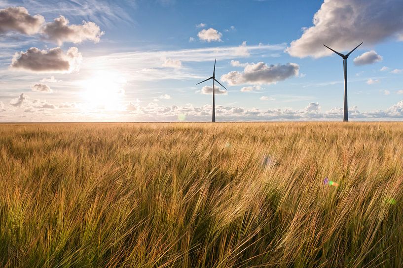 Graanveld in de Eemspolder van Volt