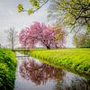 Japanse sierkers ,Kanzan', Prunus bij Kubaard, Friesland, Nederland. van Jaap Bosma Fotografie