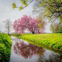 Japanse sierkers ,Kanzan', Prunus bij Kubaard, Friesland, Nederland.