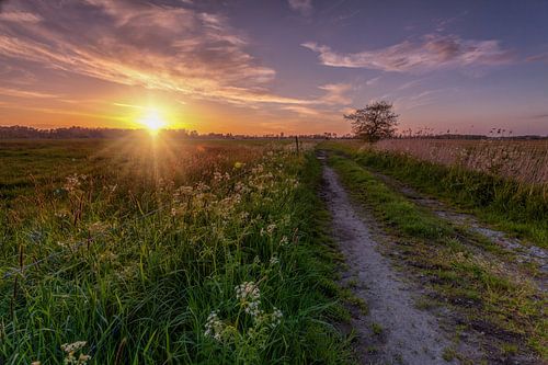 Sunburst De Onlanden met pad en boom