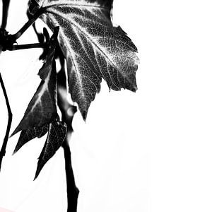 QUITTER LE MONOCHROM v3A
