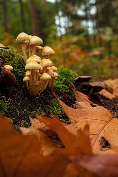 Herfst in Tilburg