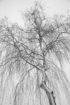 kale takken van berk met sneeuw tegen witte lucht, Holland