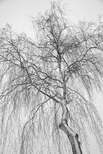 Branches chauves de bouleau enneigées sur fond de ciel blanc, Pays-Bas