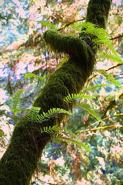 Tree by Tallest_tulip