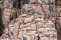 Grote groep kleine alken op rots in Spitsbergen van Caroline Piek thumbnail
