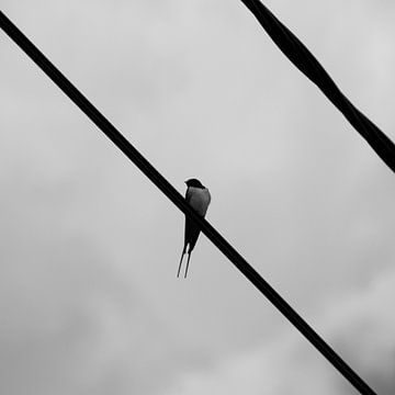 Swallow van Marco de Groot