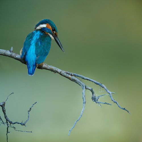 IJsvogel - Concentratie