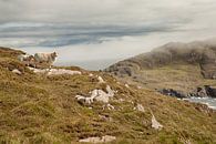 Les moutons en Irlande par Astrid Volten Aperçu