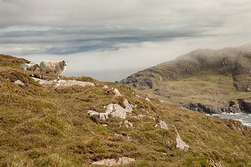 Les moutons en Irlande sur Astrid Volten