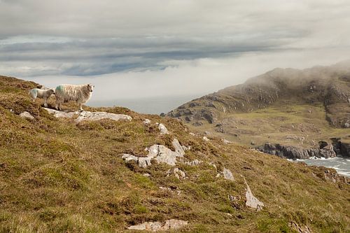 Sheep in Ireland by Astrid Volten