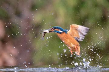 IJsvogel met vis van Wim van der Meule