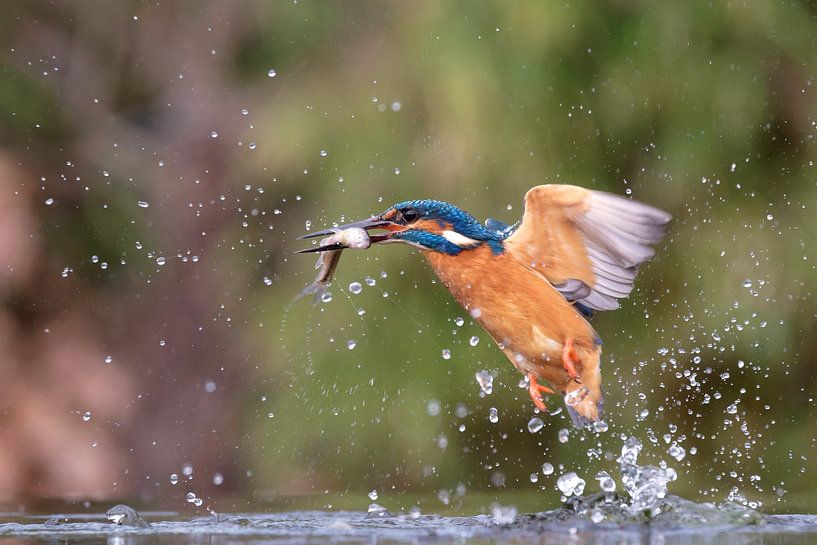 Kingfisher with fish by Wim van der Meule