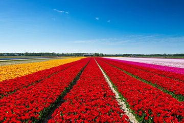 Champ de tulipes en Hollande du Nord sur Keesnan Dogger Fotografie