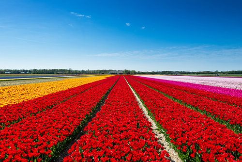 Tulpenveld in Noord-Holland