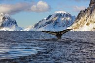 Humpback tail by Berend-Jan Bel thumbnail