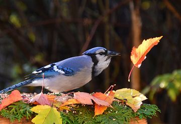 A blue jay in autumn by Claude Laprise