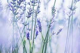 Summer Lavender Breeze