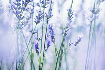 Sommerliche Lavendelbrise