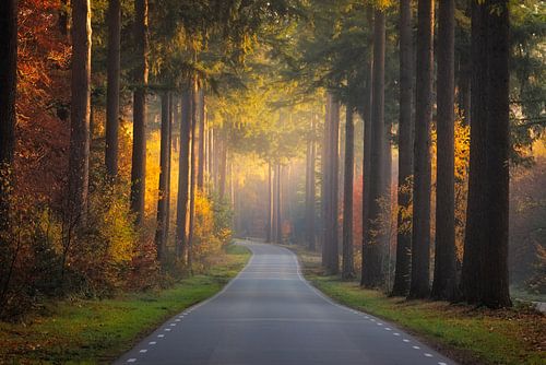 The golden light of fall von Ferry veldhuizen