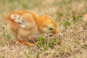 Le poussin cherche de la nourriture dans l'herbe.