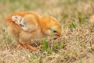 Kuiken zoekt in t gras naar eten. van Tanja van Beuningen
