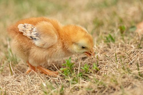 Kuiken zoekt in t gras naar eten.