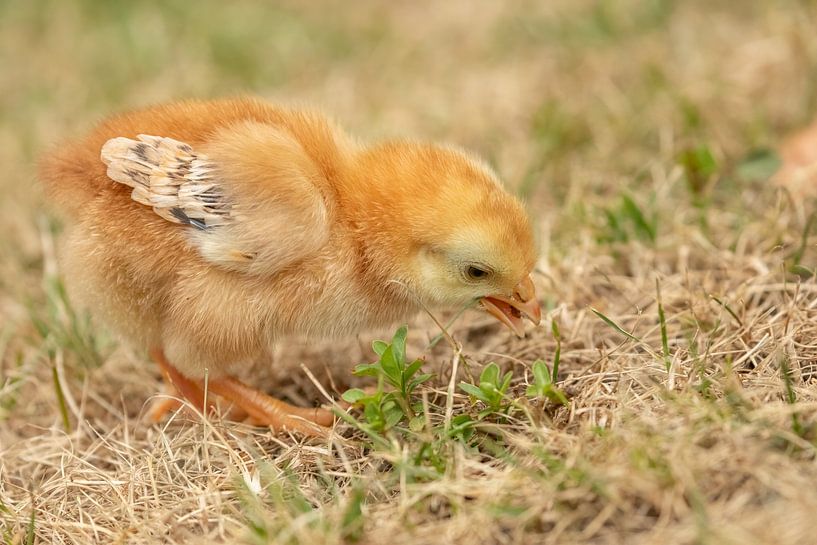 Le poussin cherche de la nourriture dans l'herbe. par Tanja van Beuningen