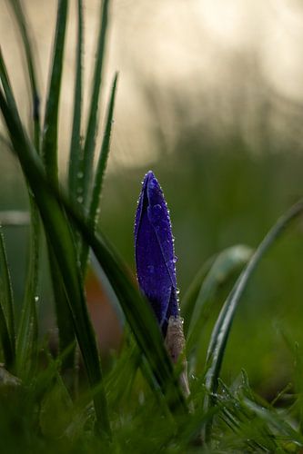 Blauwe krokus 