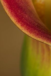 Ein kleines Stück einer Blume