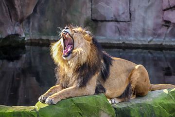 Brullende Leeuw Panthera leo van victor truyts
