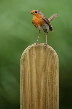 Portret van een Roodborst van Ronald Pol