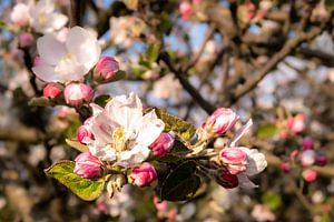 Makro Blüten und Knospen vom Apfelbaum von Dieter Walther