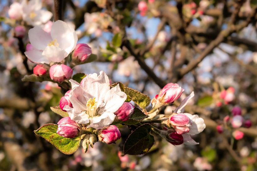 Makro Blüten und Knospen vom Apfelbaum von Dieter Walther