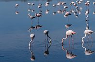 Flamingo's in de Rhonedelta in Zuid-Frankrijk. van Kees Rustenhoven thumbnail