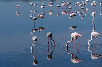 Flamingo's dans le delta du Rhône, dans le sud de la France. sur Kees Rustenhoven