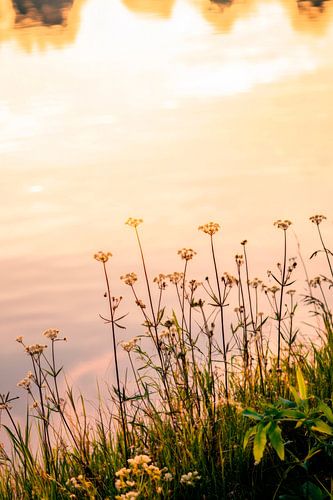 Bloesems bij het meer