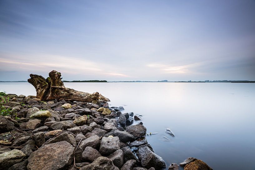 Tree stump 't Roegwold by Dethmer Kupers