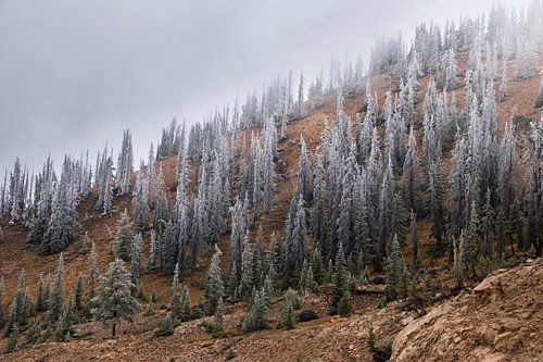 The first snow on Monarch Pass