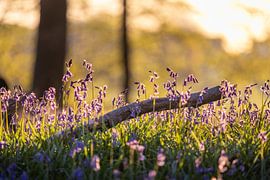 Neigembos - Une branche parmi les jacinthes des bois, dans la lumière dorée du matin