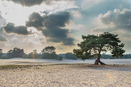 Lichteinfall in den Soesterduinen