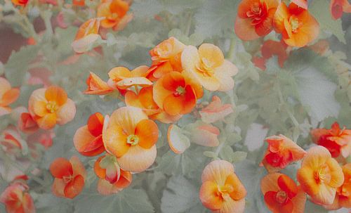 Begonia