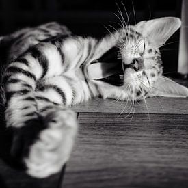 Gapende kat van Myrthe Vlasveld