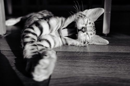 Gaffende Katze