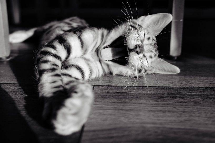 Gaffende Katze von Myrthe Vlasveld