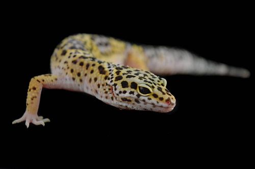 Luipaardgekko