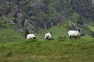 Moutons dans les montagnes par Youp Heinhuis Aperçu